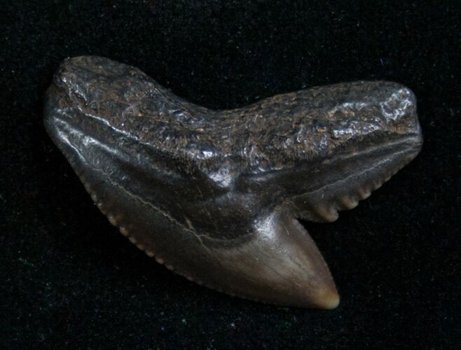 Fossil Tiger Shark Tooth From Georgia - #7654